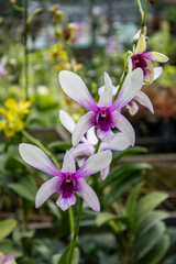 Dendrobium Albertine Orchid