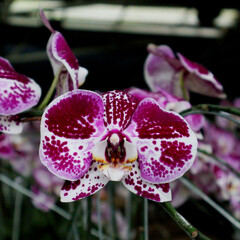 Red and White Doritaenopsis orchid