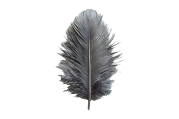 Feather Wall Hanging isolated on transparent background
