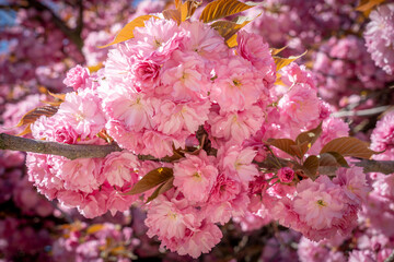 Paris, France - 04 05 2025: Jardin des plantes. Close up shot of pink flowers of a Japanese cherry tree.