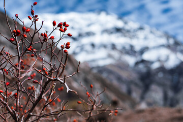These mountains in Chile are called 