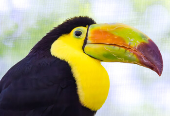 Toco Toucan in its bright plumage at an avian exhibit in Florida. Native to South America is the largest of the toucan species and lives in a variety of habitats.