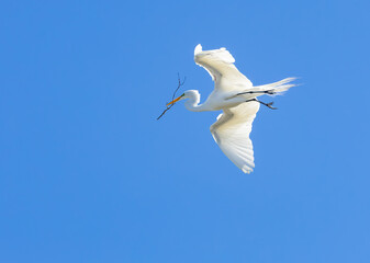 Great White Egret in a rookery at an alligator farm in Florida. Large wading birds widely distributed across continents.