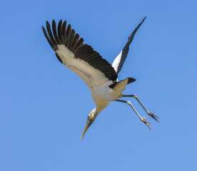 Wood Stork in a rookery at an alligator farm in Florida. Native to North and South America and the only stork that breeds in North America.
