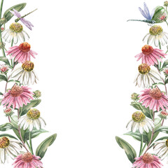 Square frame with echinacea flowers and dragonfly. Isolated watercolor illustration of garden flowers for design of cosmetic products, printing on posters, clothes.