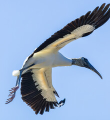 Wood Stork in a rookery at an alligator farm in Florida. Native to North and South America and the only stork that breeds in North America.