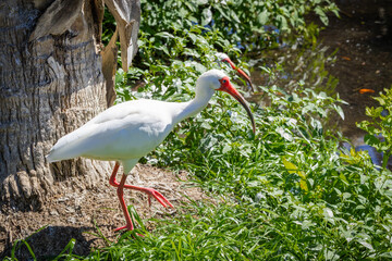 White Ibis foraging in the grass at an alligator farm in Florida.