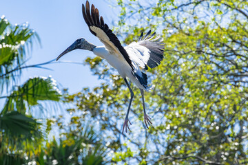 Wood Stork in a rookery at an alligator farm in Florida. Native to North and South America and the only stork that breeds in North America.