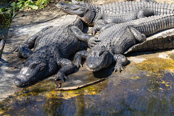 American Alligators basking in the sun at an alligator farm in Florida. Once on the brink of being...