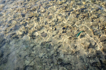 Clear water reveals vibrant coral reefs devoid of marine life, sunlit ripples creating natural patterns. Calming tropical environment with earthy tones, viewed from above