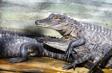 American Alligators basking in the sun at an alligator farm in Florida. Once on the brink of being...