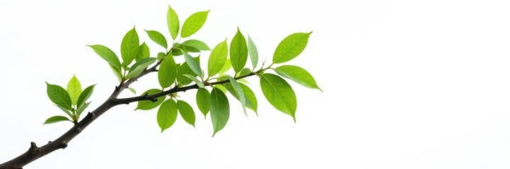 Fototapeta premium Single tree branch with leaves isolated on white background, white space, foliage