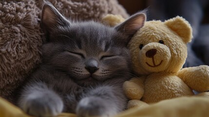 Peaceful Gray Kitten Snoozing Beside Fluffy Teddy Bear in Cozy Naptime Scene