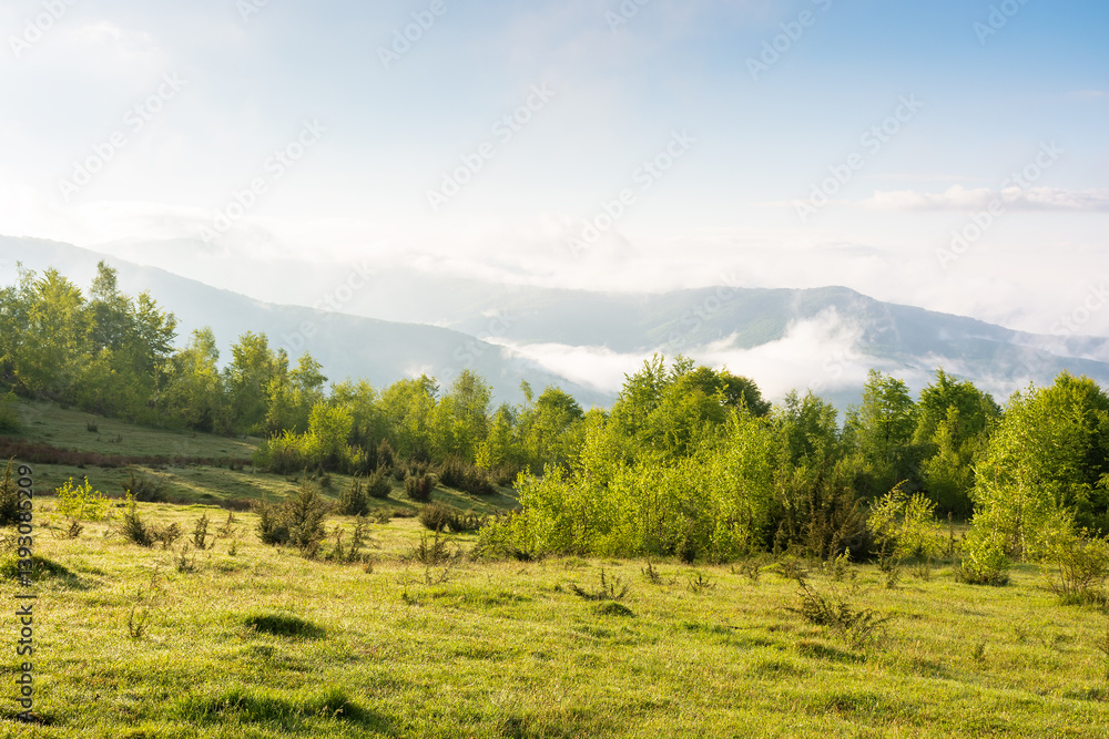 Wall mural scenic view of nature in fog and clouds. sunny morning. deciduous forest on the hills in spring. rur