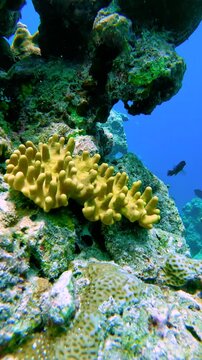Lobophytum is a genus of soft corals commonly known as devil's hand corals or devil's hand leather corals.