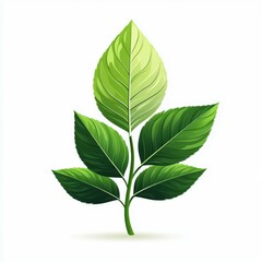 Fototapeta premium Bright green leaves with detailed veins showcasing the beauty of nature on a plain background