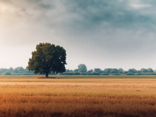 Lone tree stands in expansive field under cloudy sky at golden hour