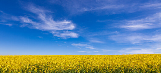 Scenic view of a vibrant yellow rapeseed field under a bright blue sky with white clouds on a sunny...
