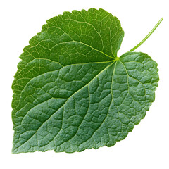 A single green leaf isolated on black background showing intricate vein details