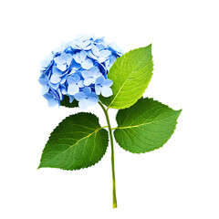 hydrangea bouquet isolated on transparent background