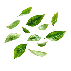Green tea leaves falling on black background