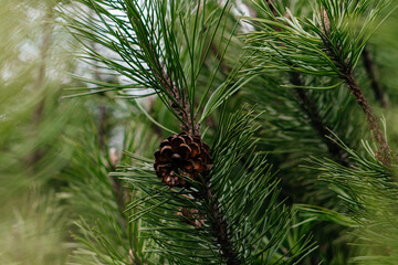 A detailed close-up of vibrant green pine needles on a branch, showcasing the intricate beauty of...