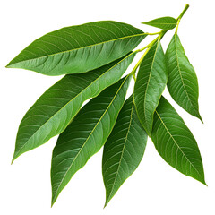 Lush Green Leaves Branch Isolated Black Background