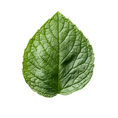 Obraz premium Single green leaf on black background botanical detail nature closeup