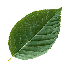Single Green Leaf Isolated Black Background,