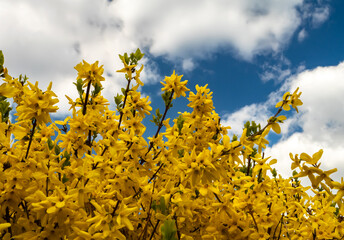Bright yellow forsythia flowers in full bloom under a dramatic spring sky with fluffy clouds. Vivid...