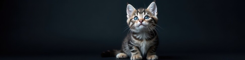 Obraz premium Upward gaze, grey tabby kitten, intense blue eyes, dark backdrop , upward, blue eyes, adorable
