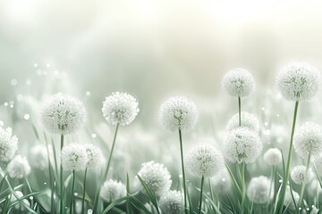 Obraz premium Delicate white flowers in soft light