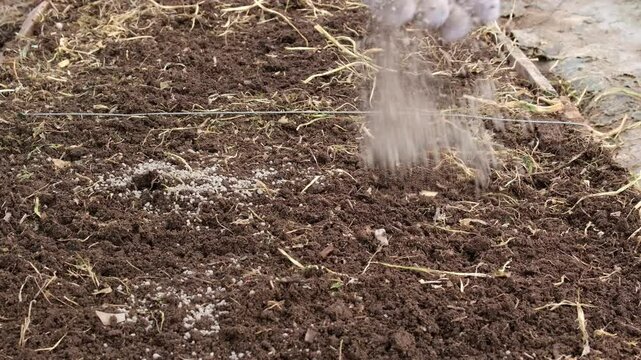 Close-up of a gardener's hand scattering granular mineral fertilizer onto dark garden soil to prepare the ground for planting.