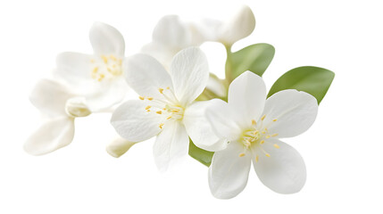 Fototapeta premium A jasmine flower with delicate petals on a white background