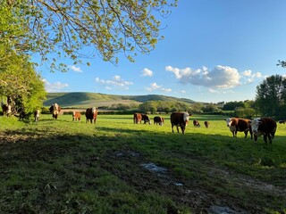 Cow gathering 