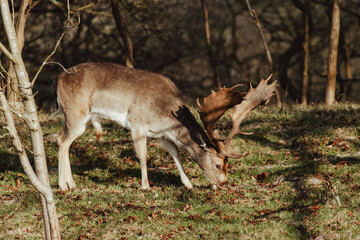 Fallow Deer in the Dune Area of the Netherlands
