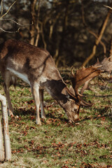Fallow Deer in the Dune Area of the Netherlands