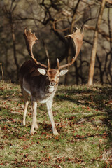 Fallow Deer in the Dune Area of the Netherlands