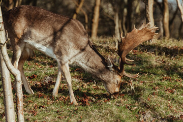 Fallow Deer in the Dune Area of the Netherlands