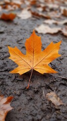 A beautiful fallen leaf rests on the muddy forest ground