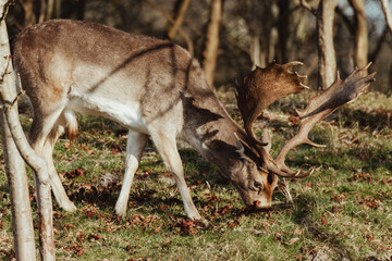 Fallow Deer in the Dune Area of the Netherlands