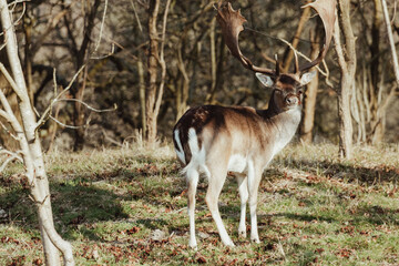 Fallow Deer in the Dune Area of the Netherlands