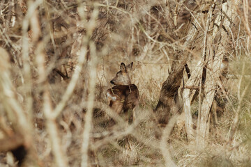 Young Fawn Deer in the Forest