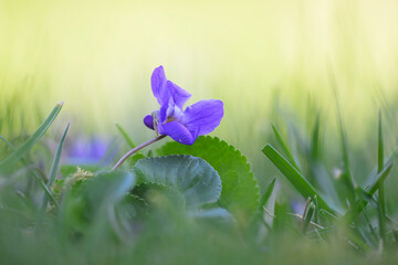 veilchen viola