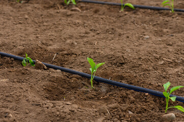 Freshly planted seedlings thrive in rich soil under the warm sun of early spring in a vibrant garden