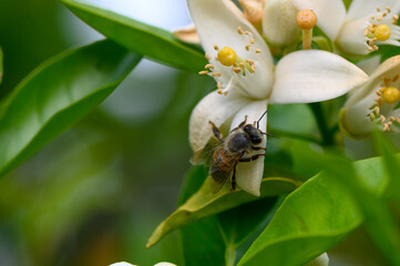 Bees pollinating vibrant white citrus flowers in a lush garden during a sunny afternoon in springtime