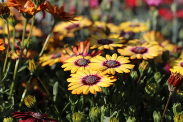 FLORES MARGARITAS AMARILLAS