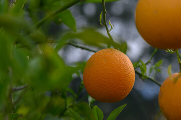 Vibrant oranges hanging from branches in a lush orchard at dusk, showcasing nature's bounty in a serene landscape