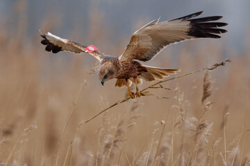 tagged western marsh harrier