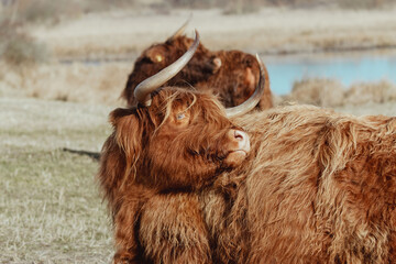Scottish Highland Cows in the wild